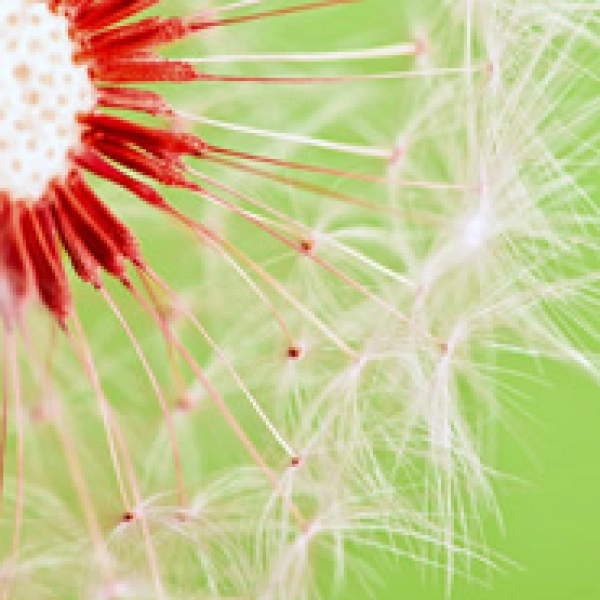 Particelle contro allergie 185x185