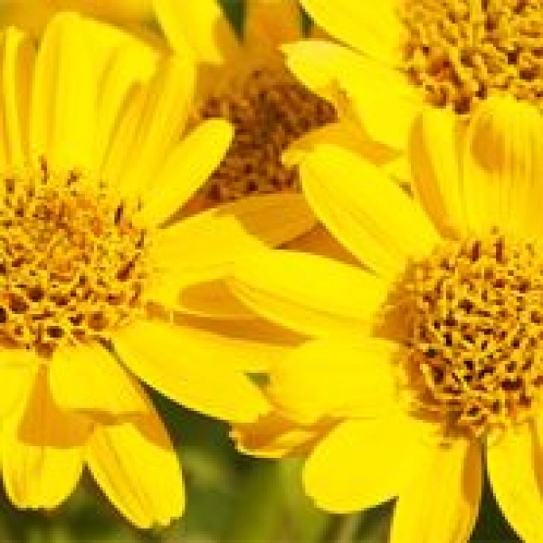 Arnica rimedio 185x185
